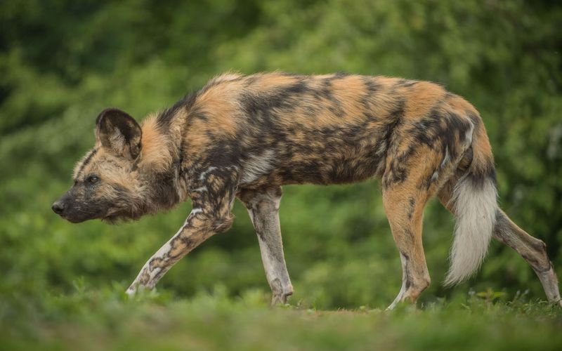 Zoo und so - Tierisch wild!