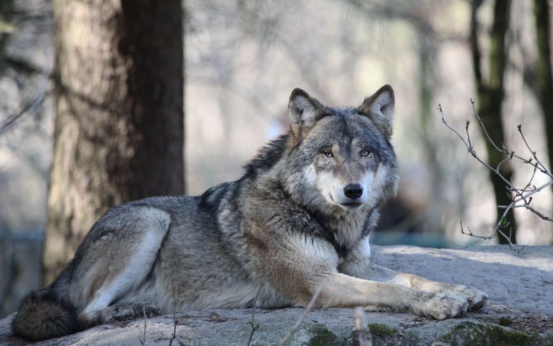 Dr. Ole: Tierarzt im Einsatz