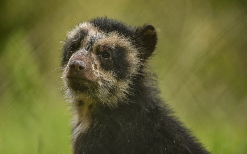 Bronx Zoo - Tierpark der Superlative