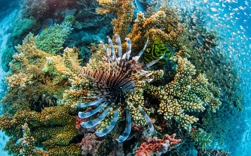 Das Great Barrier Reef - Schatzkiste der Natur