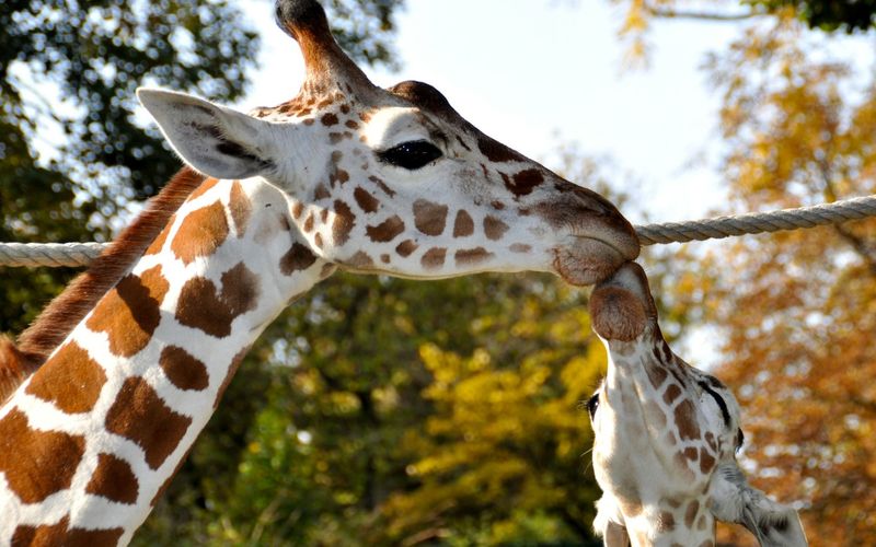 Bronx Zoo - Tierpark der Superlative