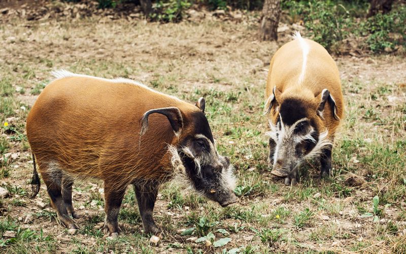 Bronx Zoo - Tierpark der Superlative