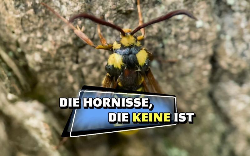 Das kleine 1x1 der Artenkunde