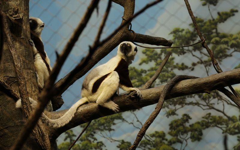 Bronx Zoo - Tierpark der Superlative