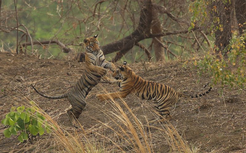Indien - Im Königreich der Tigerin