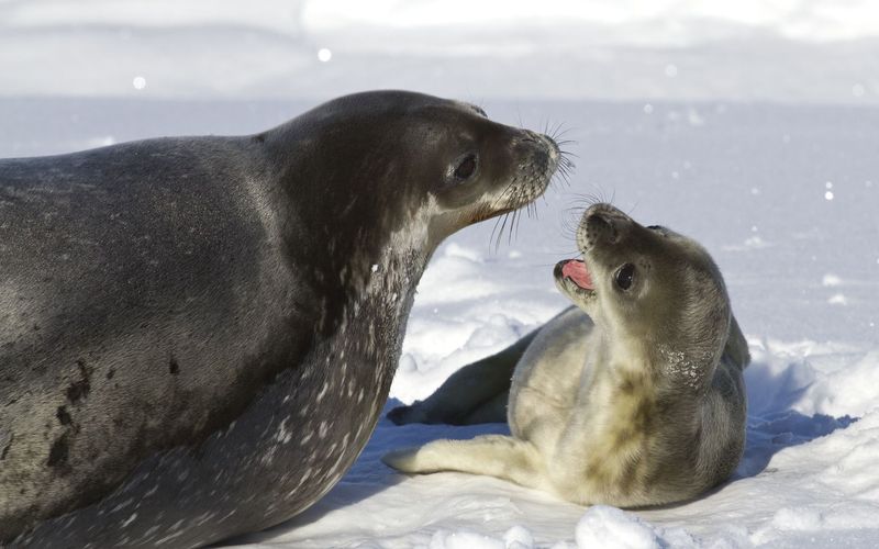 Animal Super Parents - Tierische Familienbande