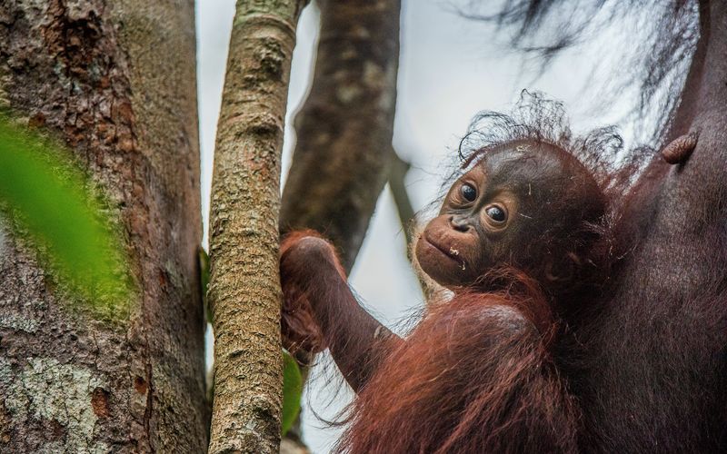 Wilde Insel Borneo