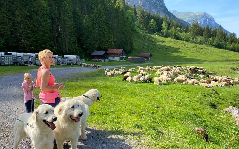 Schweizer Hundegeschichten