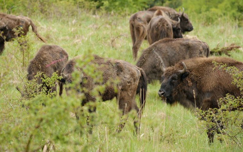 Rewilding - zurück zur Natur