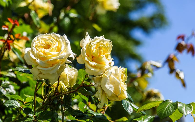 Rasch durch den Garten - Gärtnern für jedermann