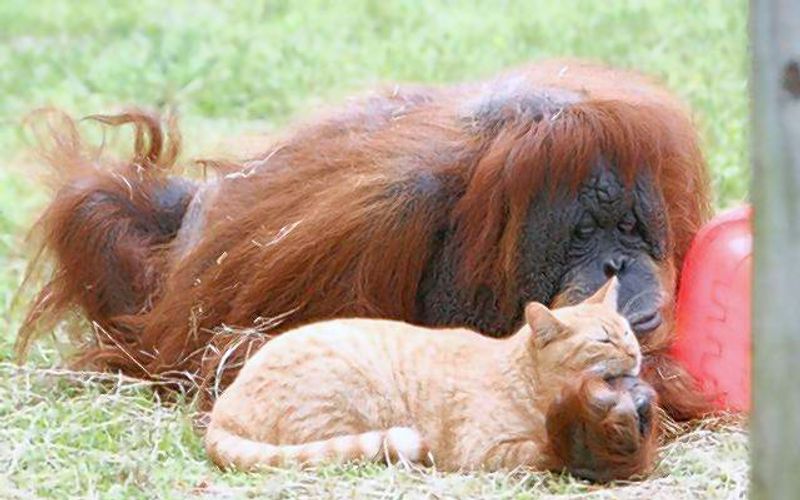 Tierische Freundschaften