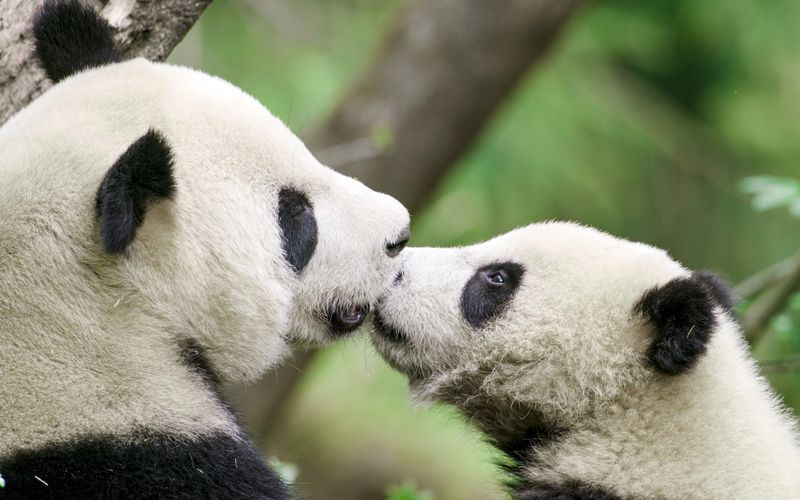 Chinas wilde Königreiche