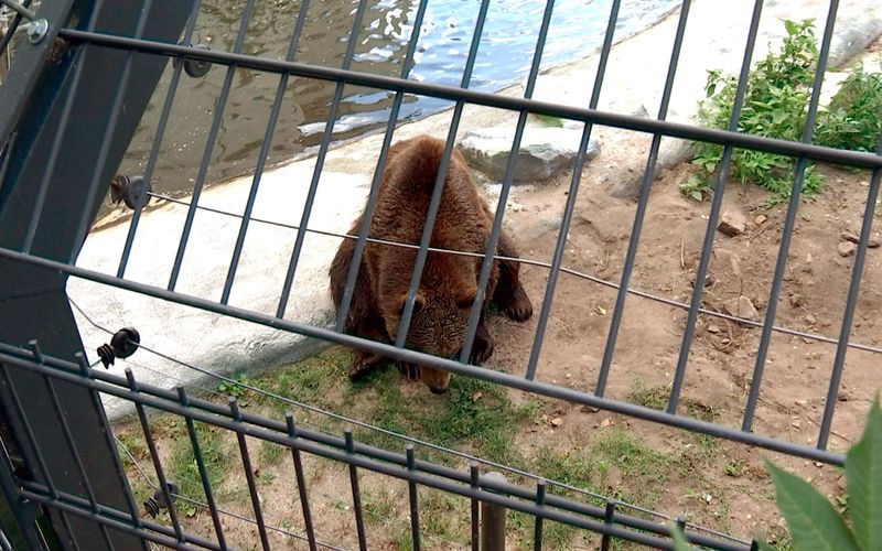 Zootiere: Leiden hinter Gittern?