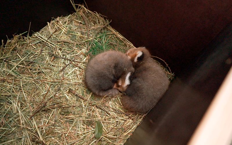 Seelöwe & Co. - tierisch beliebt - Waschbären im Widerstand