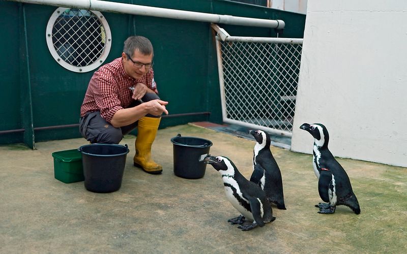 Seelöwe & Co. - tierisch beliebt - Pinguine im Futterrausch