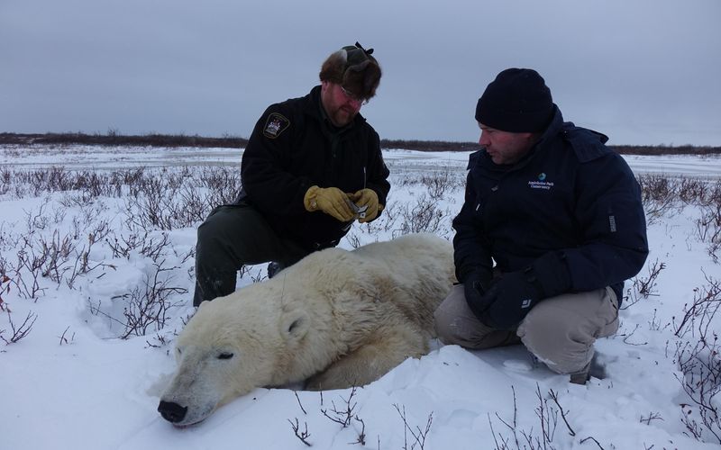 Unsere Helden: Die Tierärzte in der Arktis