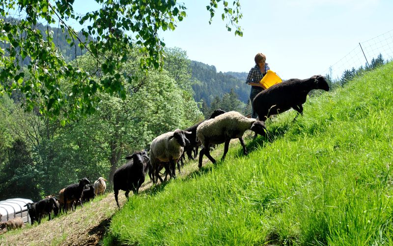 Von der Soboth in die Weinebene