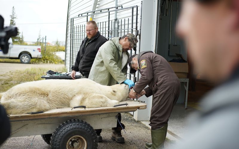 Unsere Helden: Die Tierärzte in der Arktis