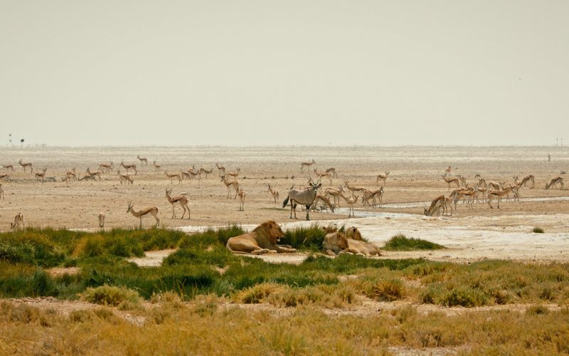 Kalahari - Gesetz der Wildnis