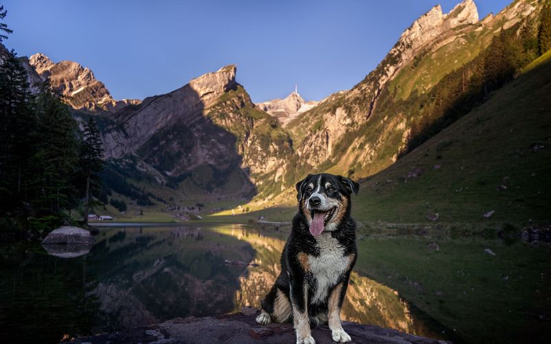 Schweizer Hundegeschichten