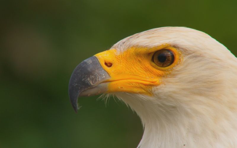 Afrikas tödlichste Jäger