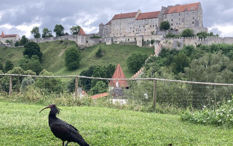 Der Waldrapp - Zugvogel im Aufwind