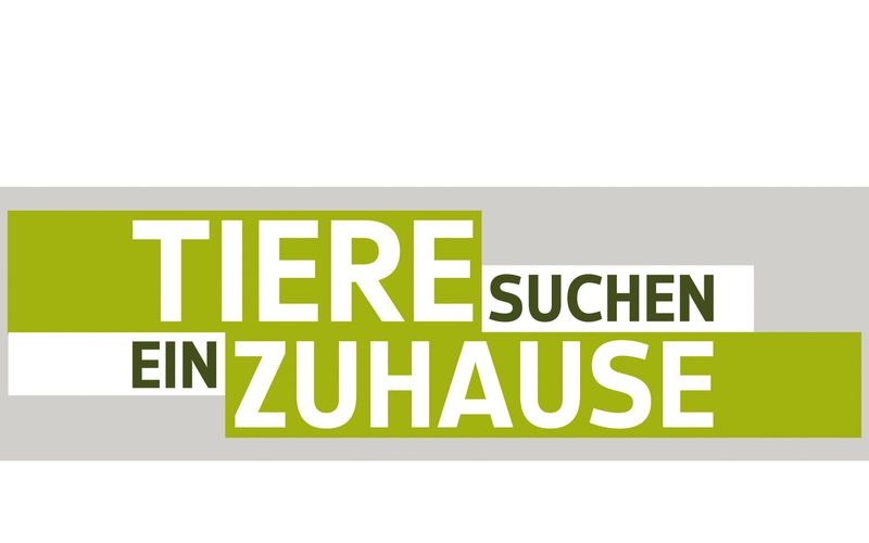 Tiere suchen ein Zuhause