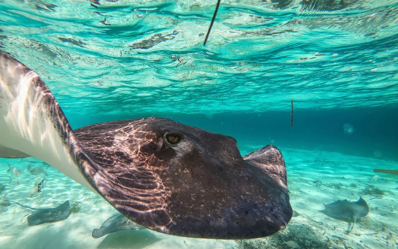 Das Great Barrier Reef - Schatzkiste der Natur