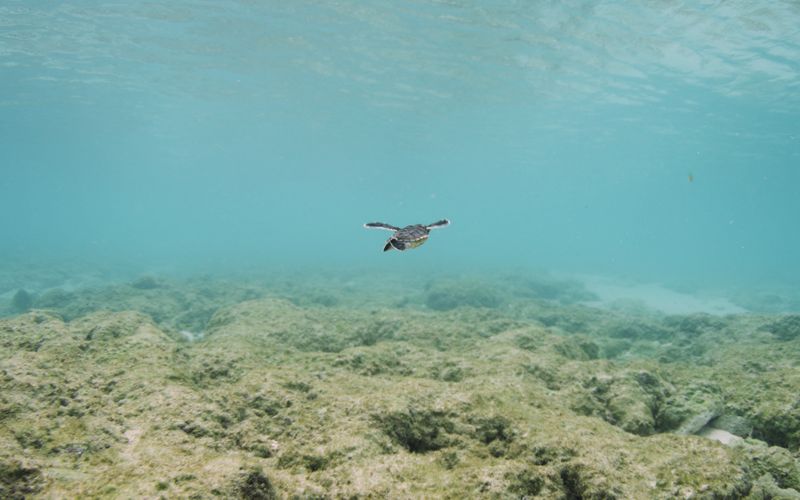 Das Great Barrier Reef - Schatzkiste der Natur