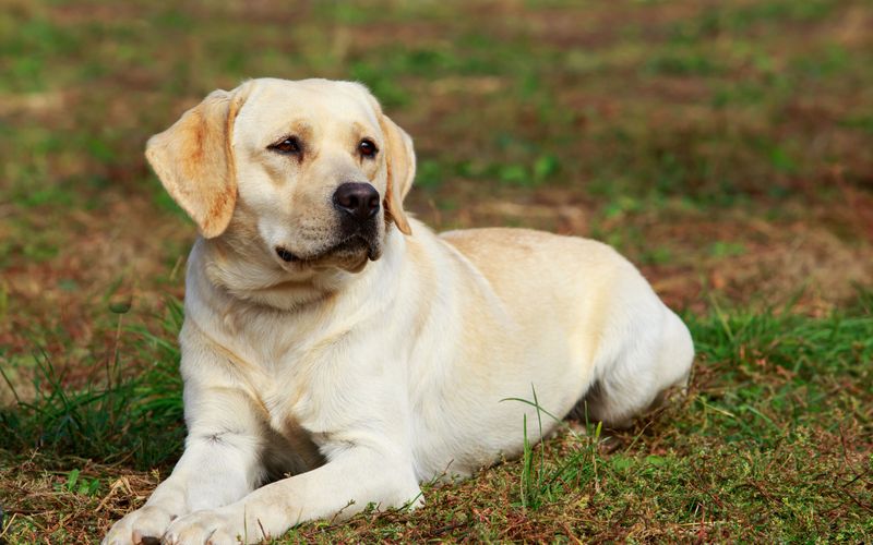 Hunde außer Kontrolle