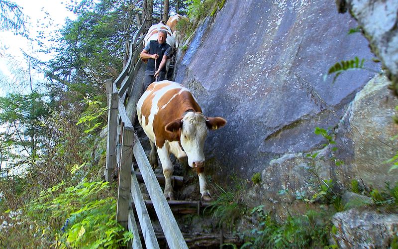 Zwischen Wolf und Klimawandel - Tiroler Almen unter Druck