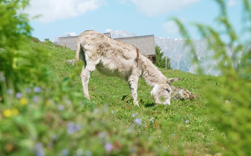 Die bunte Nutztierwelt in Vorarlberg