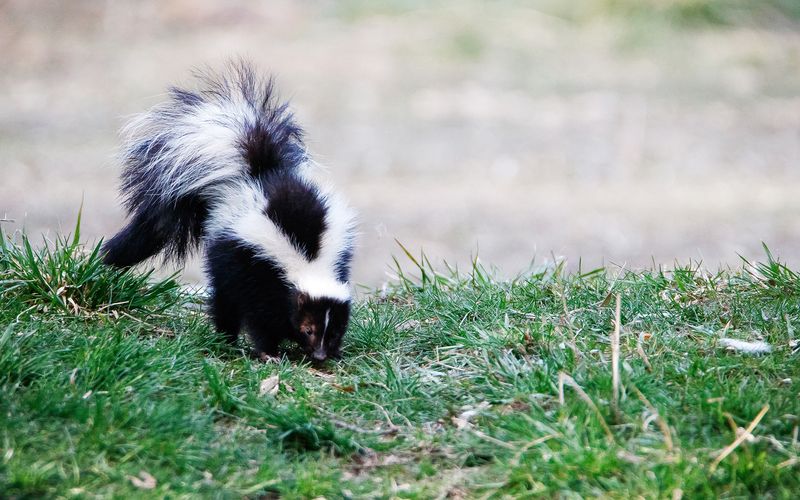 Die Superkräfte der Tiere