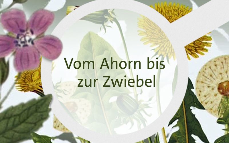 Vom Ahorn bis zur Zwiebel - Pflanzen in unserer Umgebung