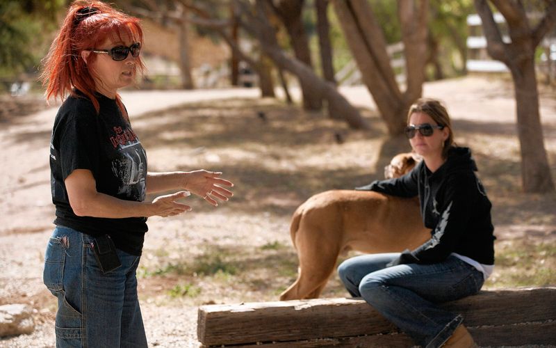 Pitbulls auf Bewährung