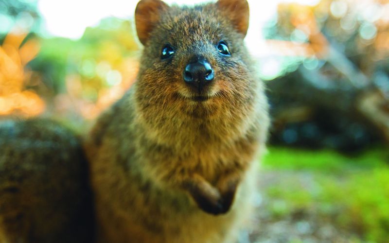 Rottnest Island: Im Reich der Quokkas