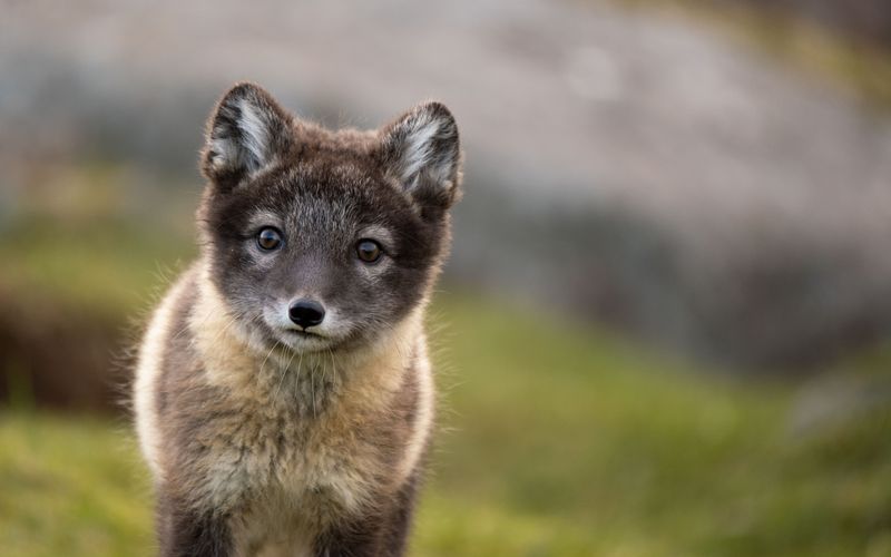 Unglaubliche Tierwanderungen