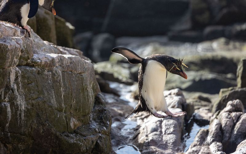 Unglaubliche Tierwanderungen