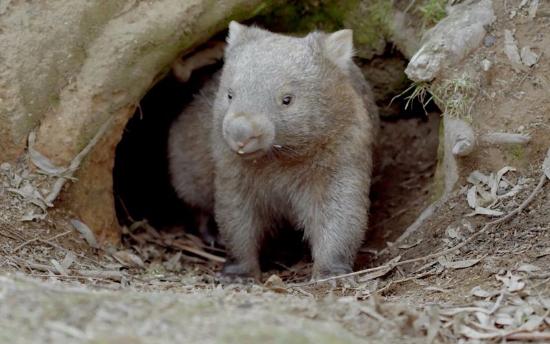 Das geheime Leben der Wombats