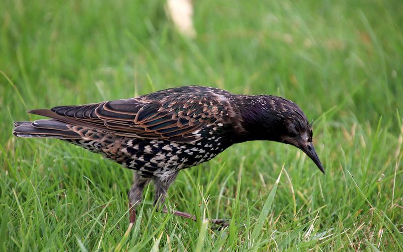 Gefiederte Nachbarn - Unsere Gartenvögel