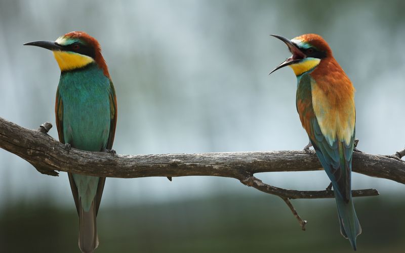 Unglaubliche Tierwanderungen