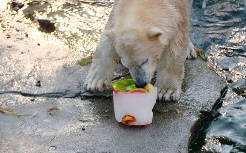 Seelöwe & Co. - tierisch beliebt - Eine Eisbärin wird verpackt