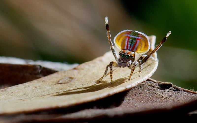 Tierische Überflieger