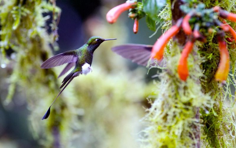 Tierische Überflieger