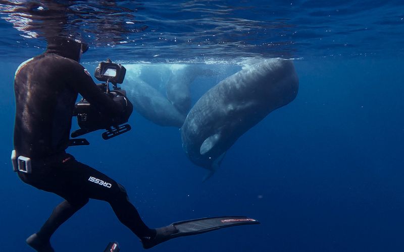 Wale - mit Steve Backshall