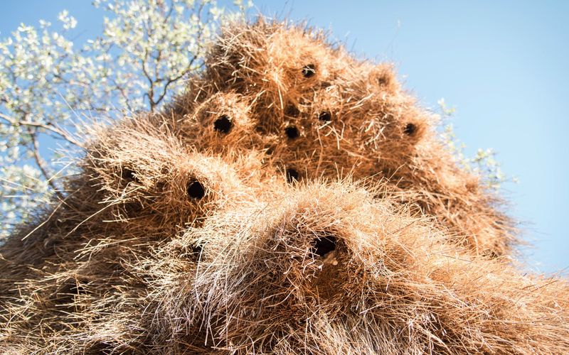 Tierische Wohngemeinschaften