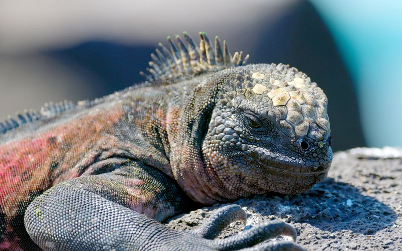 Ecuador, Hotspot der Artenvielfalt