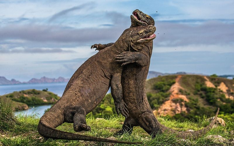 Die Wasserwelt von Komodo