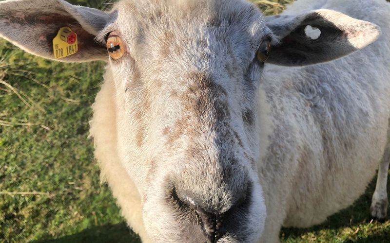 Die Tierärzte - Retter mit Herz - Eine dicke Backe gibt Rätsel auf