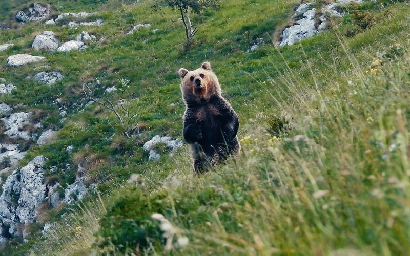 Gefährlich nah - Wenn Bären töten